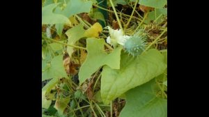 ЦИКЛАНТЕРА  (CYCLANTHERA)  сем. Тыквенные