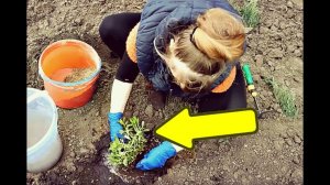 Сделайте это с флоксами осенью в октябре и сентябре для бурного цветения на следующий год!