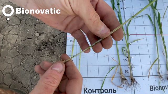 Программа "Защита" эффективна против мучнистой росы, септориоза,  прикорневых гнилей.