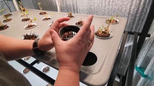 Клубника на аэропонике - Посадка!