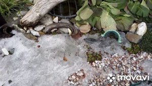 ?♀️Как зимуют молодила без укрытия.