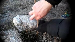 Размножение Лещины черенками ... 100% приживление