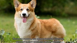 Порода собак для начинающих собаководов: какую лучше завести