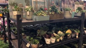 Home Depot Lowe's Last plant Haul 2020