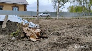 Живая изгородь на бедной земле.