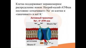 1. Структурно-функциональная организация клеток эукариот. Биоэлектрические явления в клетке