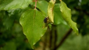 Никон Д3300 кит Видео тест                                Nikon D3300 kit Video test