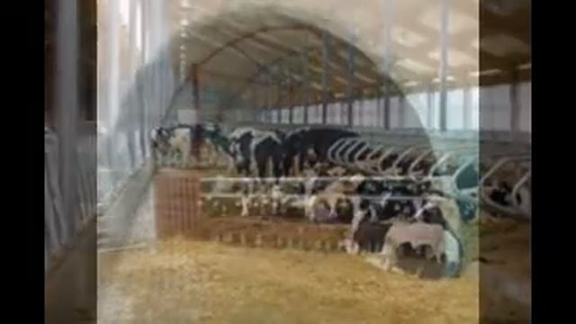 Животноводческие комплексы www.angar36.ru т.8-800-100-29-43 смотреть онлайн