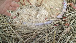 Размножить голубику легко,простой способ!