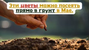 Эти цветы можно посеять прямо в грунт в Мае.💐