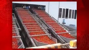 Производство томатной пасты и пюре: линия от сортировки томатов до упаковки томатной пасты и пюре.