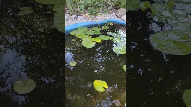 Борьба с нитчатыми водорослями в пруду.