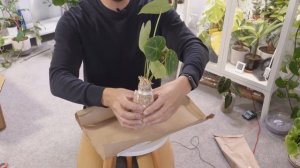 Wishlist Plant Unboxing