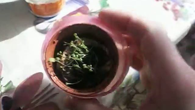 петуния простые зарисовки смотреть онлайн