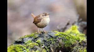 Крапивник (Troglodytes troglodytes)