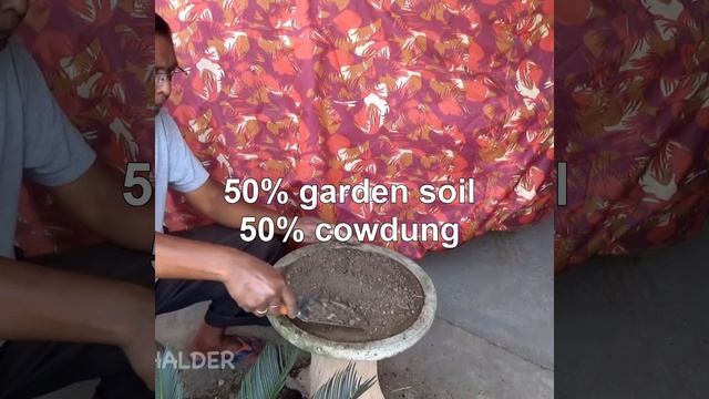 How to make bonsai sago palm (cycas plant) смотреть онлайн