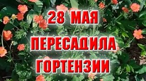 28 мая. Пересаживаю гортензии, распустились новые цветы