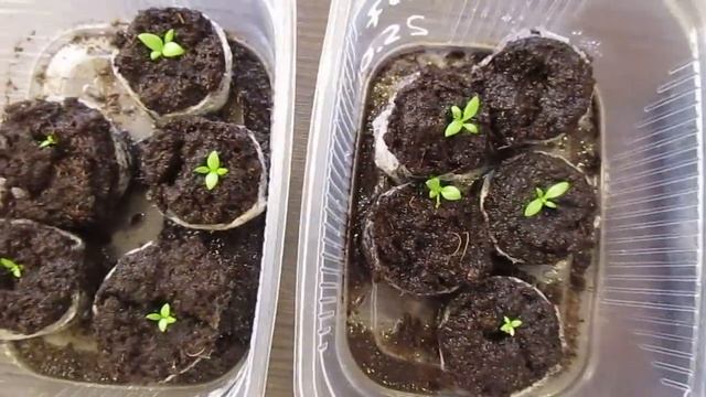 3 причины замирания рассады эустомы на начальной стадии развития.14.02.2019 смотреть онлайн