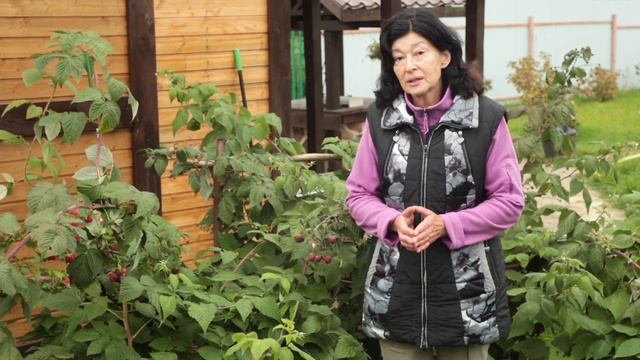 Ремонтантная малина. смотреть онлайн