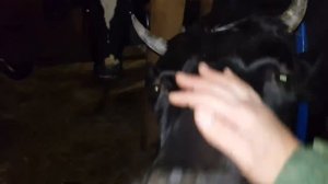 КАК ПРОВЕРИТЬ СТЕЛЬНОСТЬ КОРОВ УЗИ ИТОГ ПО СПИЛЕННОЙ ЕЛКЕ