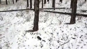 Охота с МР-27 ем на зайца. Первый снег. Первые пробные видео.