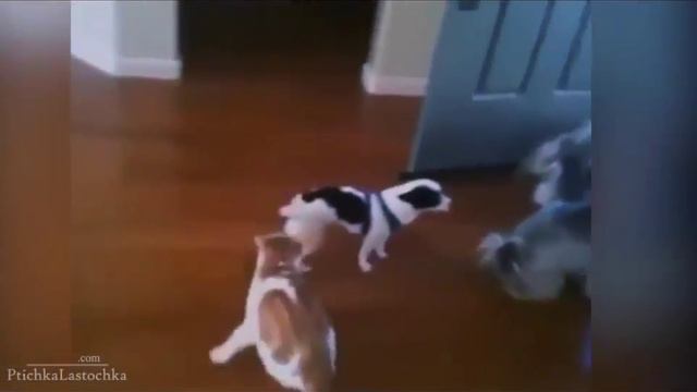 Лучшие видео приколы с животными на ютубе 2015 смотреть онлайн