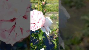 🌺 Гибискус 🌺 Три цвета на одном штамбе 🌺