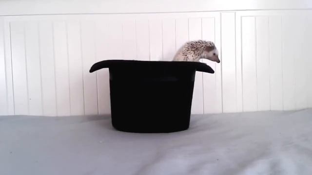 АФРИКАНСКИЙ ЕЖИК \\ УПС! смотреть онлайн