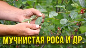 Как победить мучнистую росу на всех типах растений в саду и огороде, применение фунгицидов
