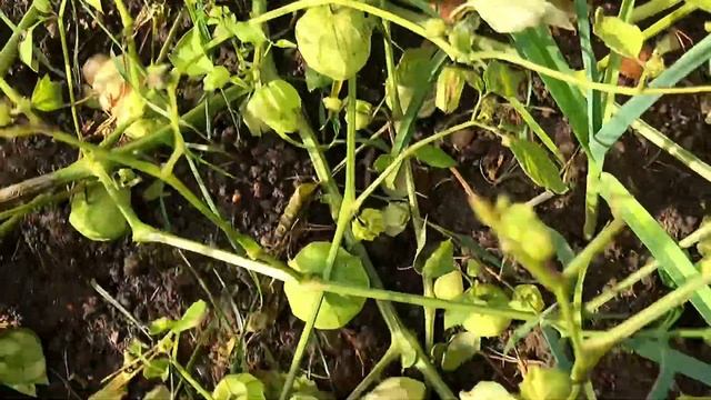 Лук порей и физалис смотреть онлайн