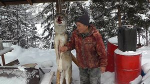 Борьба с волками в нашей общине.