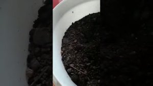 Сажаем огурцы на балконе в ведре
