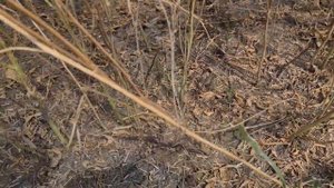 Горчица жёлтая. Уборка. Итог.No-till 05.08.2021