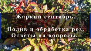 Жаркий сентябрь.
Полив и обработка роз.
Ответы на вопросы.