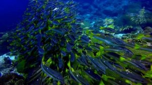 Дайвинг на Пхукете Рача Нои, бухта Марина, обучение. Diving at Phuket