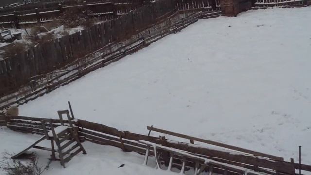 ?Свиней оставляем одних и уезжаем в отпуск или свиноводство для самых ленивых.