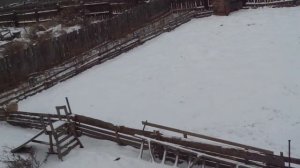 ?Свиней оставляем одних и уезжаем в отпуск или свиноводство для самых ленивых.