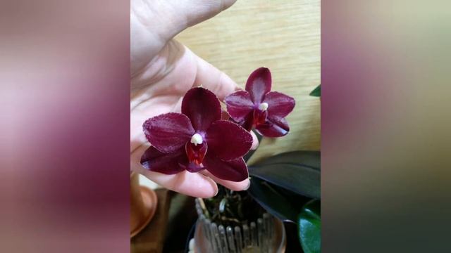 Новые Орхидеи | Породистые Фаленопсисы | Ph.Tying Shin Jungle | Ph.Salu's Fragrancy