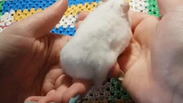 Хомяк - белый пушистик ?? смотреть онлайн