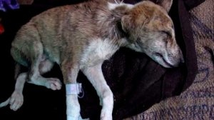 Собачка скулила и плакала. Но люди не понимали, где она находится! История до СЛЁЗ!