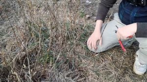 Как правильно размножить смородину весной от куста