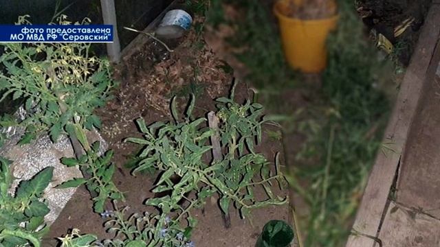 На молодого серовчанина завели уголовное дело за выращивание запрещенного растения в теплице смотреть онлайн
