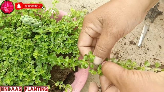 How to grow PILEA DEPRESSA with complete care смотреть онлайн