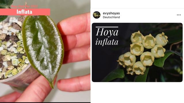 (?NEW HOYAS!) 10 Hoya Haul | Hoya Growth | Rare, Variegated, Splashy, Silver, Small leaves Hoyas смотреть онлайн
