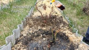 Розы Результат утепления опилками Уход за розами весной