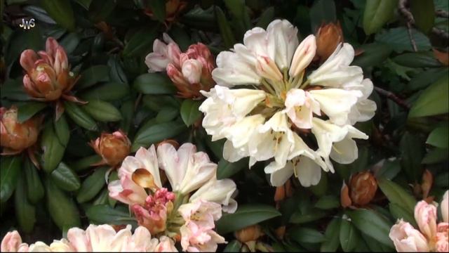 "Van knop tot bloem", rhododendron, roze / wit смотреть онлайн