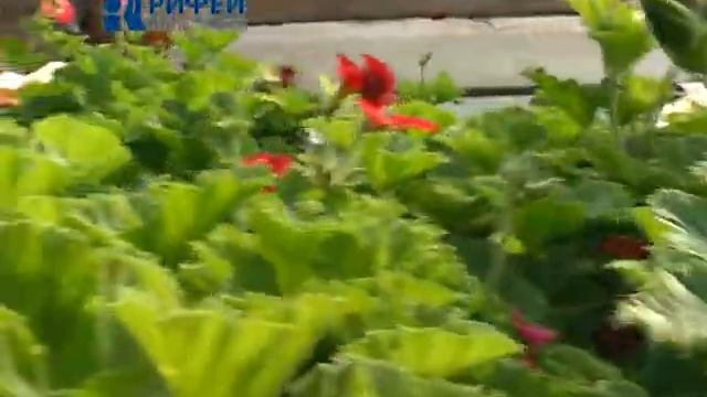 Зелёный участок   Пеларгония смотреть онлайн