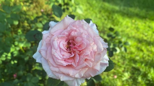 Rose - James Galway смотреть онлайн