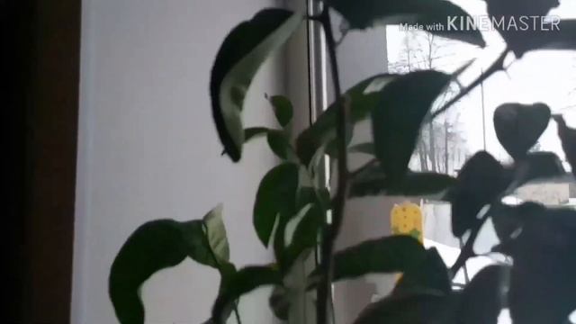 Как вырастить лимон из косточки.Формирование лимона.