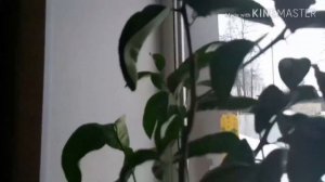 Как вырастить лимон из косточки.Формирование лимона.